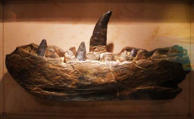 Megalosaurus bucklandi