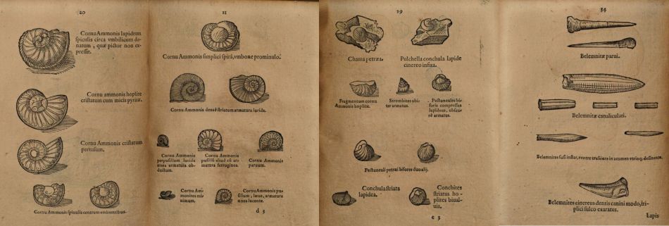 Fossil illustrations from the original Latin edition of Bauhin's book (1598)
