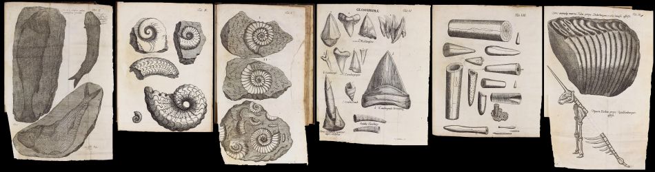 Plates with fossil images from Protogaea of Gottfried Wilhelm Leibniz, published in 1749