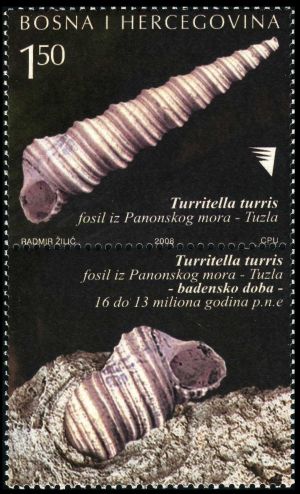 Shell of Turritella turis gastropod on stamp of Bosnia and Herzegovina 2008