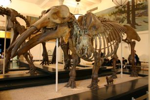Gomphotherium productum