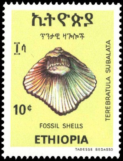 Fossil brachiopod of the genus Terebratula on stamp of Ethiopia 1977