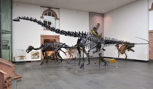 Diplodocus in the middle of Dinosaurs Hall in the  Natural History Senckenberg in Frankfurt am Main
