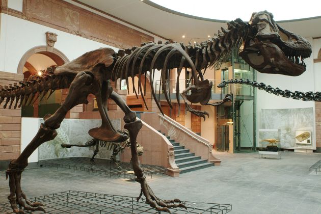 Tyrannosaurus on display in the  Natural History Senckenberg in Frankfurt am Main