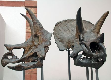 Triceratops 2 Skulls Senckenberg