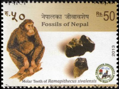 Ramapithecus sivalensis extinct Primate on stampof Nepal 2013