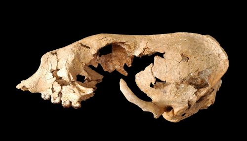Side view of the skull of seal Devinophoca claytoni