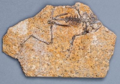 Fossil of prehistoric toad Bufo priscus from collection of Natural History Museum in Bratislava