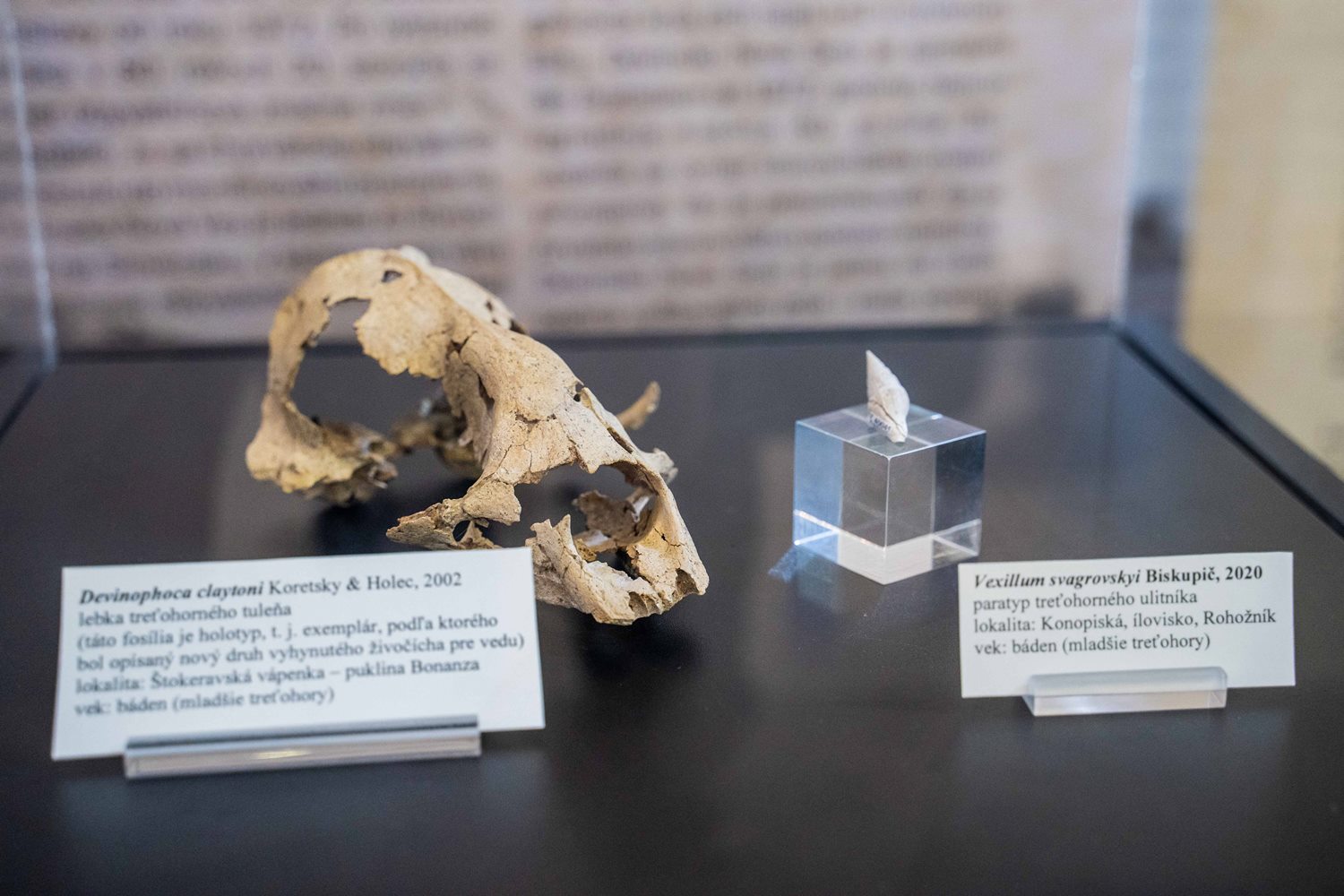 The fossils shown on Important Fossils from Slovakia stamps of Slovakia 2022