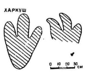 Footprints from Kharkush site