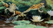 Frogs on stamp of USA 1997