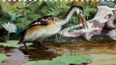 Heron-like bird on stamp of USA 1997