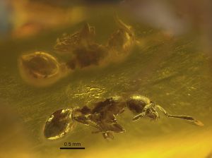 Insect in Rivne amber