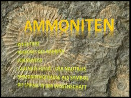 Ammonites Ammonites
