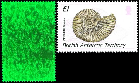 Watermarks on the reverse side of Ammomite stamp of THE British Antarctic Territory  1990 are visible under artificial light of watermark detector device