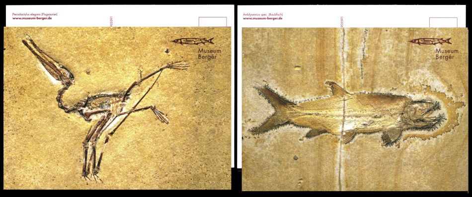 Fossils from collection of Museum Berger on postal cards of Germany