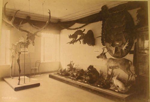 One of the first reconstructions of Megaloceros giganteus - illustration from a book Extinct Monsters by HENRY NEVILLE HUTCHINSON, published in 1896 in London